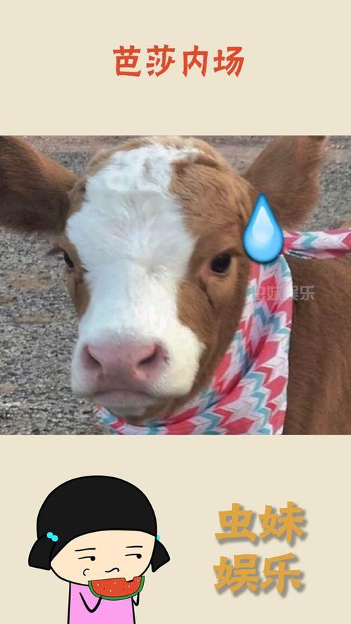 娱乐吃瓜酱和猫,揭秘娱乐圈的萌宠日常